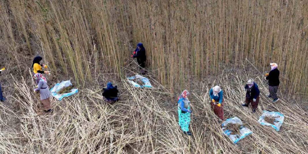 Deneme amaçlı ektiler ilk hasadı yaptılar! Kenevir çiftçilere yeni umut oldu: Gelirlerini artırması bekleniyor 1
